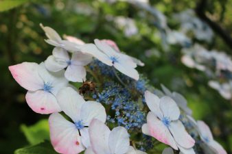 IMG_1909
