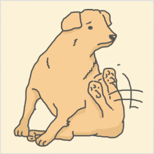 saikou_dog
