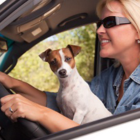 Jack Russell Terrier Dog Enjoying a Car Ride.