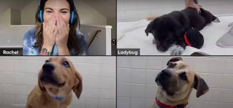 dy_dog_01