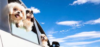 dog family traveling  road trip