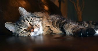 oldest-living-cat-corduroy_tcm25-391833_tcm30-410345